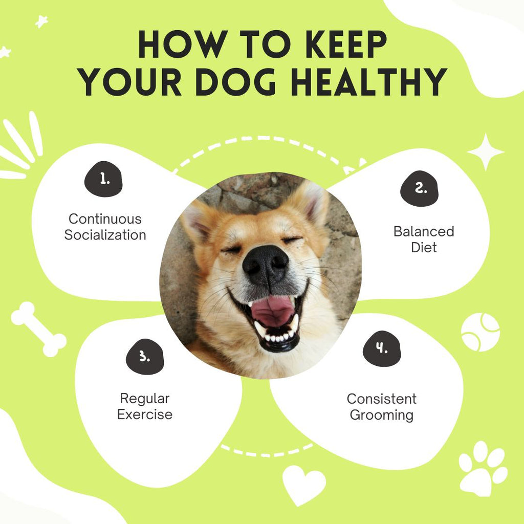 Barknod - How to keep your dog healthy