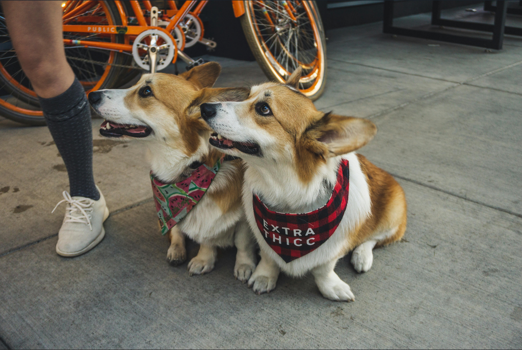 Barknod - Dog of the week: Pembroke Welsh Corgi 