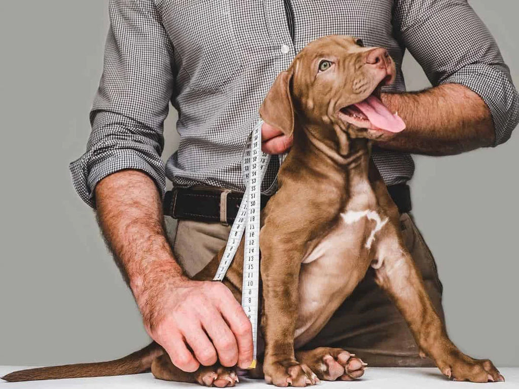 Barknod - How to Measure a Dog