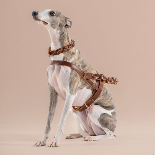 Braided Brown Leather Dog Harness - Barknod