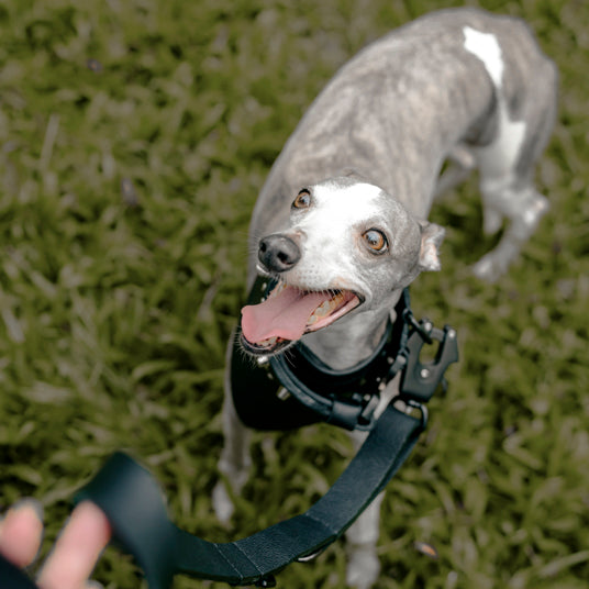 Black Leather Dog Leash for Large Dogs - Barknod