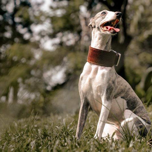 Brown Snakeskin Dog Collar - Barknod