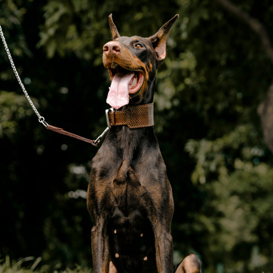 Brown Snakeskin Dog Collar - Barknod