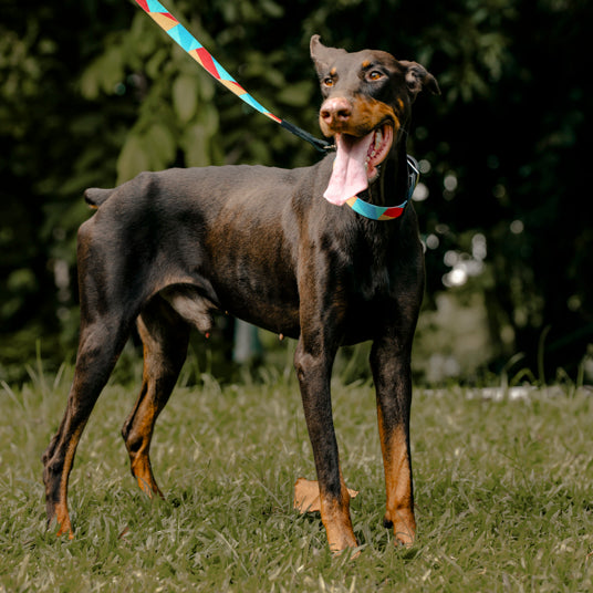 Rainbow Geometric Dog Leash - Barknod