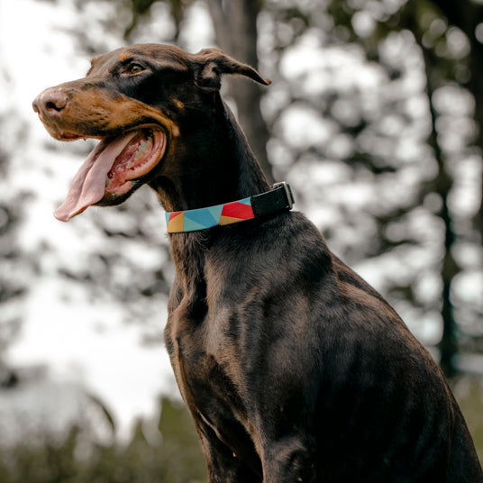 Rainbow geometric pattern dog collar - Barknod