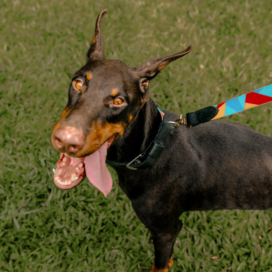 Rainbow Geometric Dog Leash - Barknod