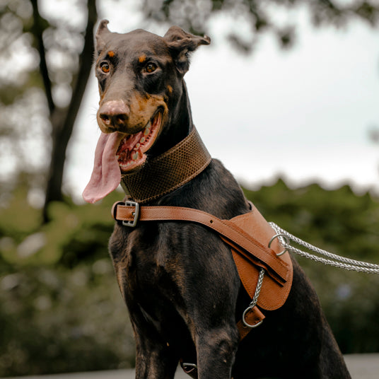 Premium Leather Dog Harness - Barknod