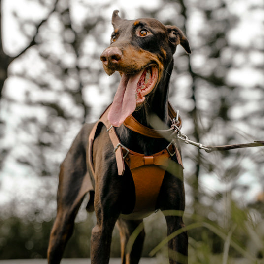 Brown Saddle-Style Dog Harness - Barknod