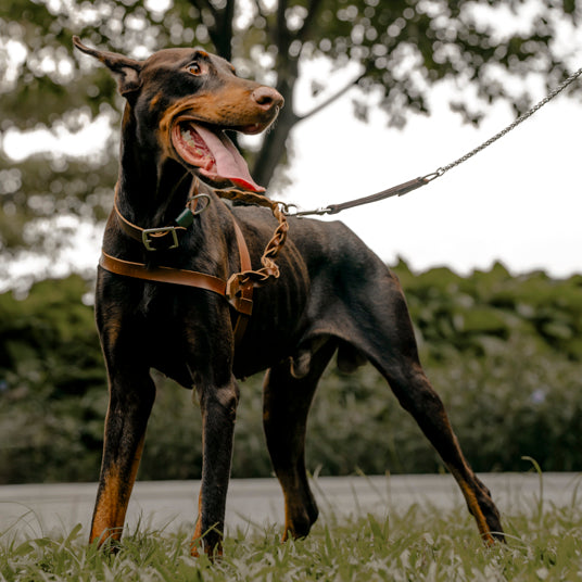 Braided Brown Leather Dog Harness - Barknod