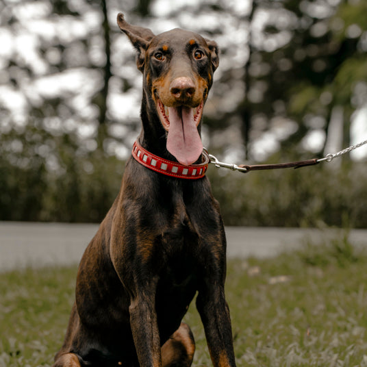 Red Square-Cutout Leather Dog Collar - Barknod