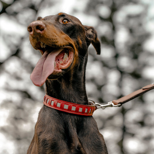 Red Square-Cutout Leather Dog Collar - Barknod