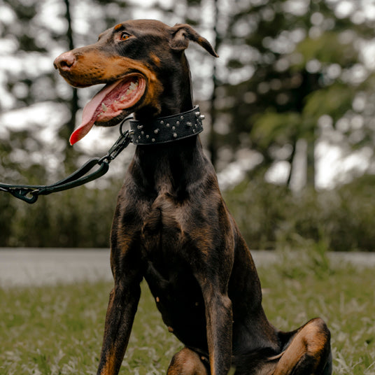 Black Leather Dog Leash for Large Dogs - Barknod