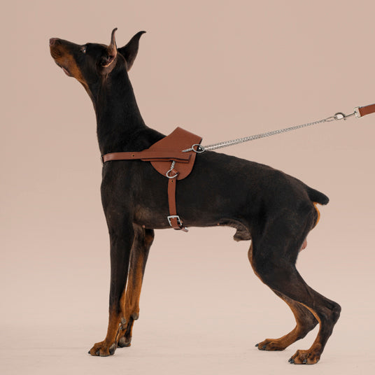 Premium Leather Dog Harness - Barknod