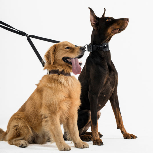 NoblePath Control - Exclusive Luxury Dog Accessories to Elevate Your Stylish Pet – BARKNOD